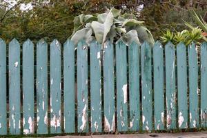 Green plants and flowers grow along the fence. photo