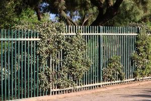 Green plants and flowers grow along the fence. photo