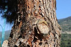 Texture of tree trunk and tree bark. photo