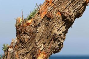 Texture of tree trunk and tree bark. photo