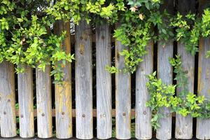 Green plants and flowers grow along the fence. photo