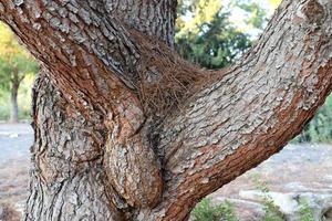 Texture of tree trunk and tree bark. photo
