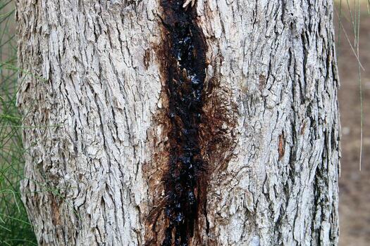 Texture of tree trunk and tree bark. photo