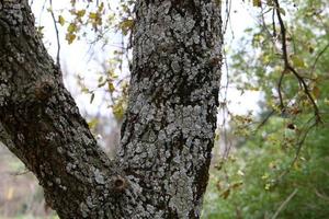 Texture of tree trunk and tree bark. photo