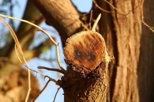 Texture of tree trunk and tree bark. photo