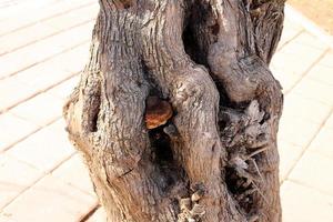 Texture of tree trunk and tree bark. photo