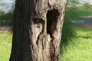 textura de tronco de árbol y corteza de árbol. foto