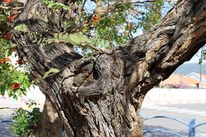 Texture of tree trunk and tree bark. photo