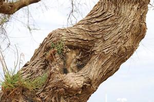 Texture of tree trunk and tree bark. photo