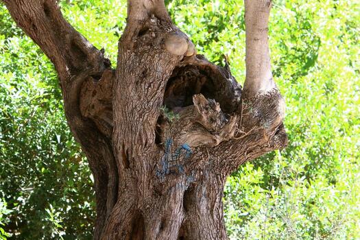 Texture of tree trunk and tree bark. photo