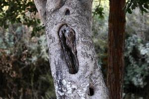 Texture of tree trunk and tree bark. photo