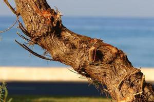 Texture of tree trunk and tree bark. photo