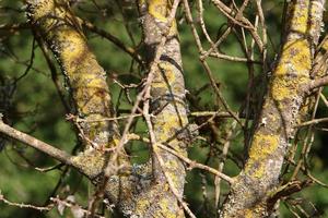 Texture of tree trunk and tree bark. photo