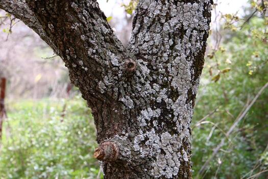 Texture of tree trunk and tree bark. photo