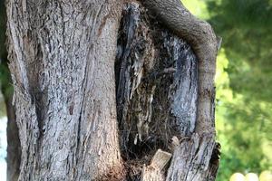 Texture of tree trunk and tree bark. photo