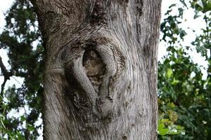 Texture of tree trunk and tree bark. photo