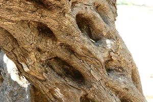 Texture of tree trunk and tree bark. photo