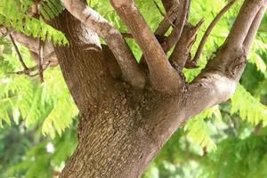 Texture of tree trunk and tree bark. photo