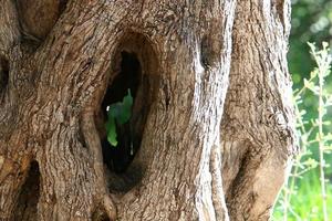 Texture of tree trunk and tree bark. photo