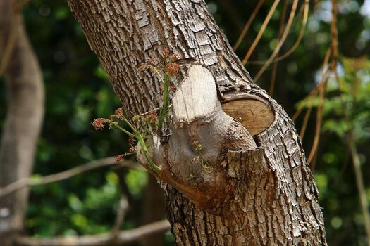 Texture of tree trunk and tree bark. photo