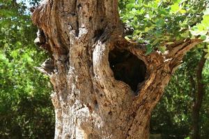 Texture of tree trunk and tree bark. photo
