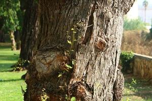 Texture of tree trunk and tree bark. photo