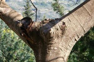 Texture of tree trunk and tree bark. photo