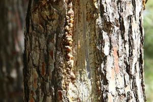 textura de tronco de árbol y corteza de árbol. foto