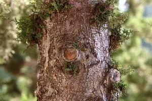 Texture of tree trunk and tree bark. photo