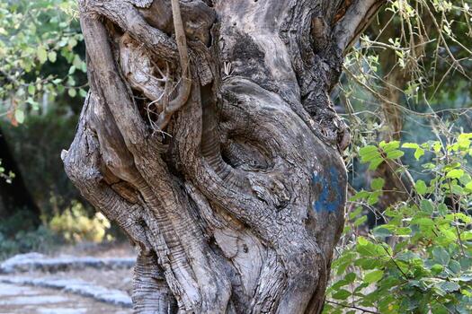 Texture of tree trunk and tree bark. photo