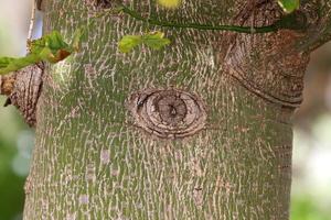Texture of tree trunk and tree bark. photo