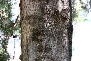 Texture of tree trunk and tree bark. photo