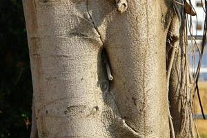 Texture of tree trunk and tree bark. photo