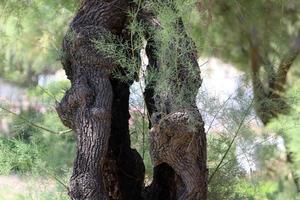 Texture of tree trunk and tree bark. photo