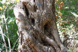 Texture of tree trunk and tree bark. photo