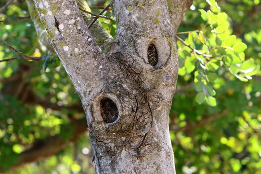 Texture of tree trunk and tree bark. photo