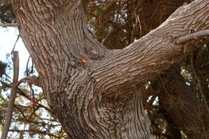 Texture of tree trunk and tree bark. photo
