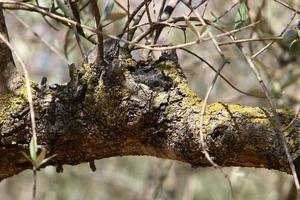 textura de tronco de árbol y corteza de árbol. foto