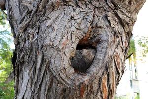 Texture of tree trunk and tree bark. photo