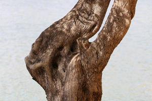 Texture of tree trunk and tree bark. photo