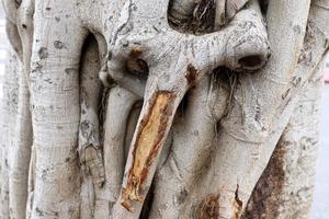 textura de tronco de árbol y corteza de árbol. foto