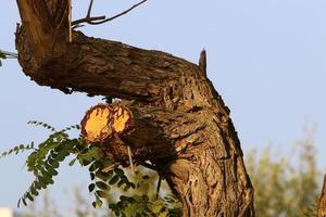 Texture of tree trunk and tree bark. photo