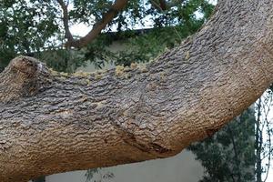 Texture of tree trunk and tree bark. photo