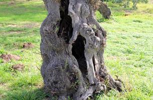 Texture of tree trunk and tree bark. photo