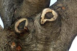 Texture of tree trunk and tree bark. photo