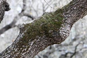 Texture of tree trunk and tree bark. photo