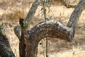 Texture of tree trunk and tree bark. photo