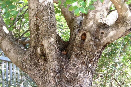 Texture of tree trunk and tree bark. photo
