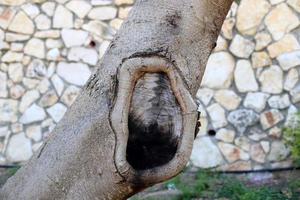 textura de tronco de árbol y corteza de árbol. foto