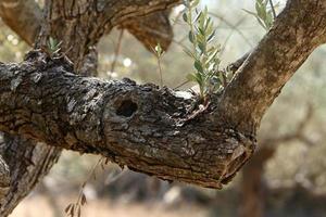 Texture of tree trunk and tree bark. photo